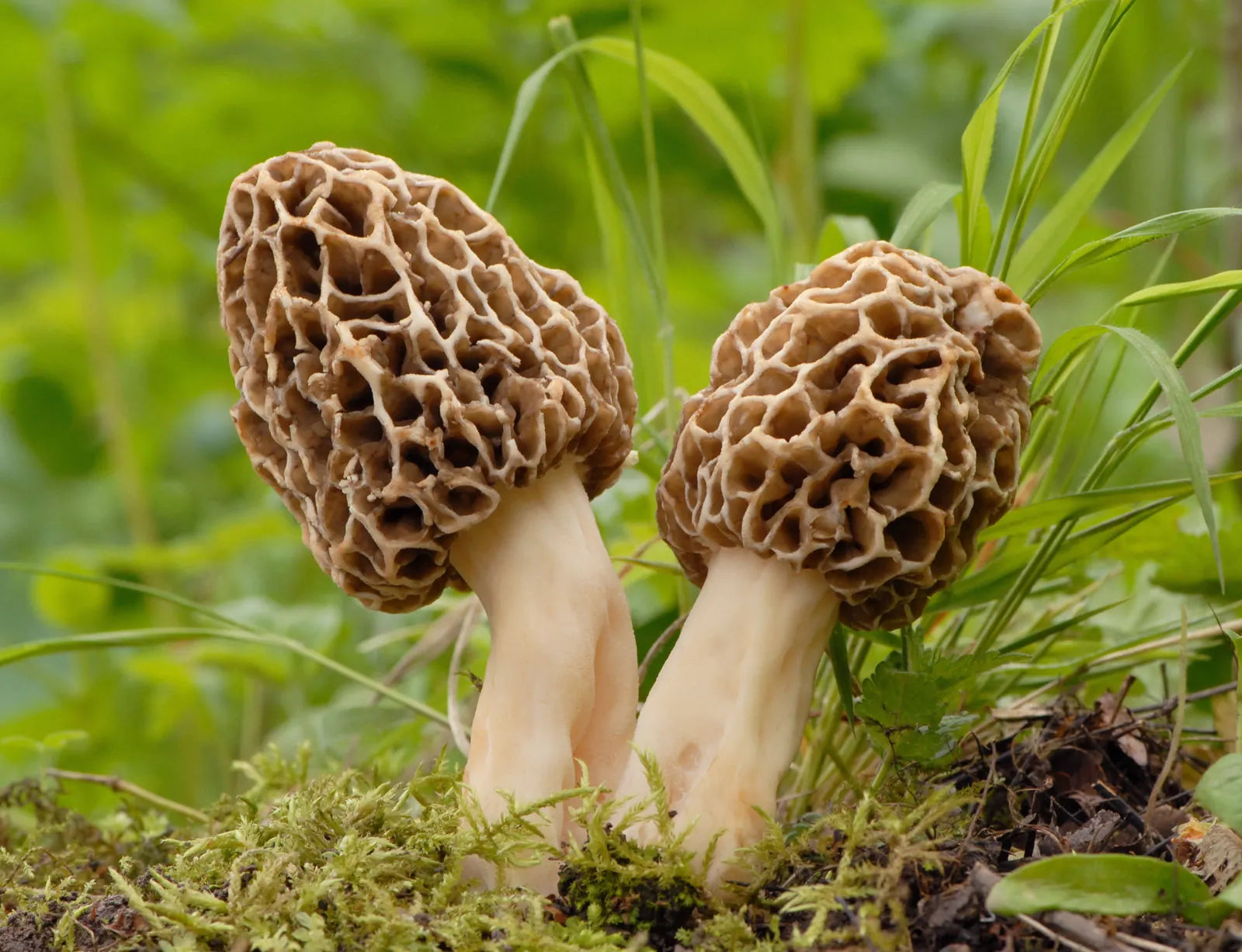 Morel Mushroom Seeds for Home Planting