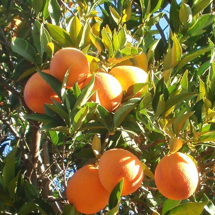 Orange Ovata Bahama Tree Seeds for Planting
