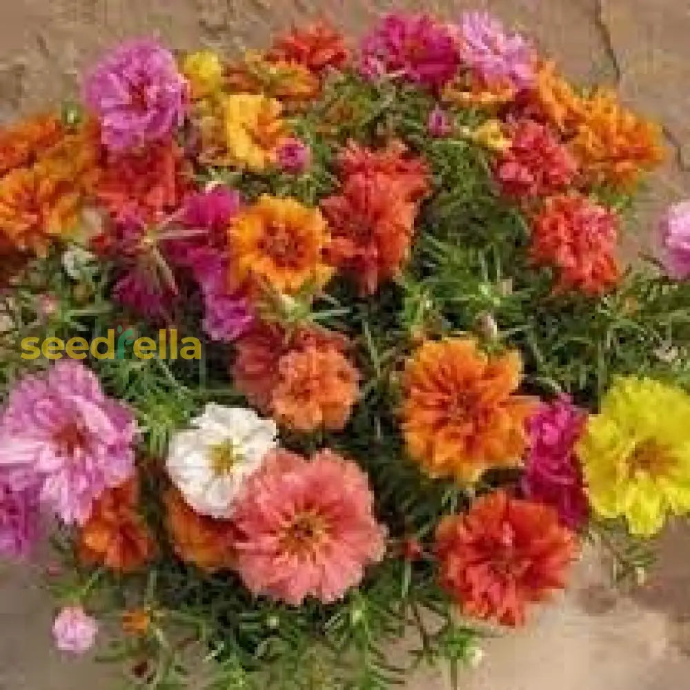 Moss Rose Mix Flower Seeds For Vibrant Planting