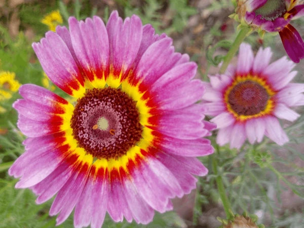 Purple Chrysanthemum Carinatum Flower seeds for Planting - Low Maintenance, Heirloom & GMO Free Seeds for Home Garden