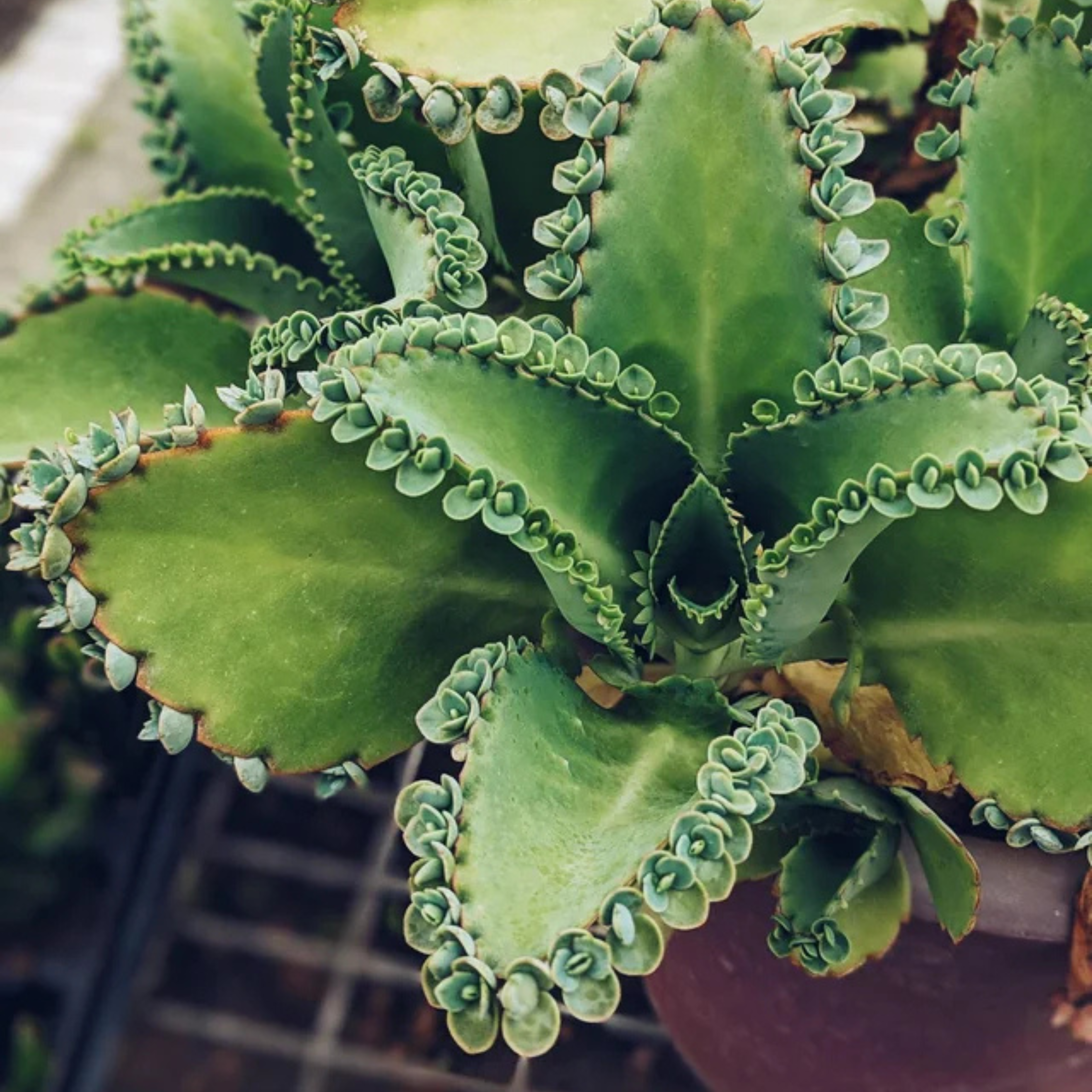 Kalanchoe Daigremontiana Flower seeds blooming in flower beds, containers, borders, and pollinator-friendly gardens