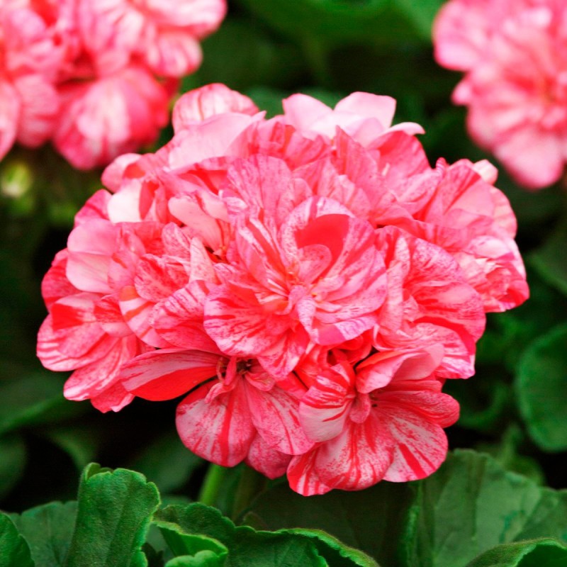 Orange White Geraniums Flower seeds for Planting - Compact Growth, Heirloom & GMO Free Seeds for Home Garden