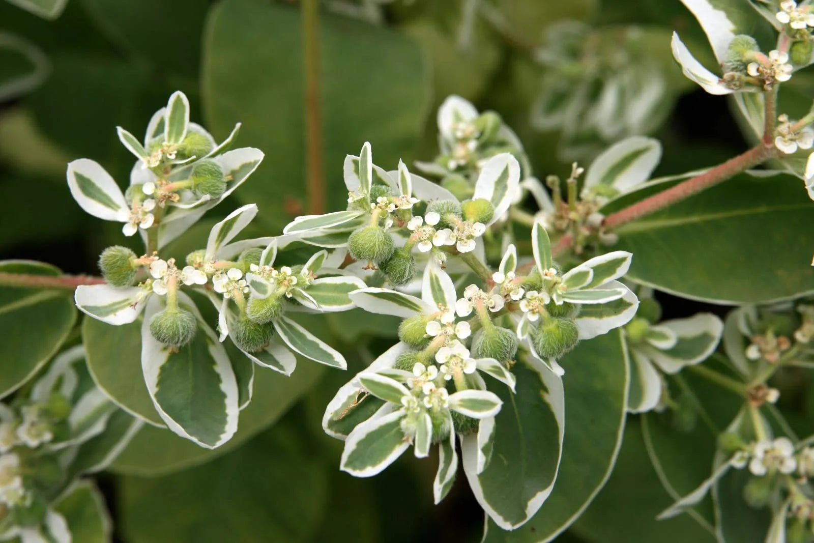 Green Snow On The Mountain Seeds - Beautiful Variegated Foliage for Planting