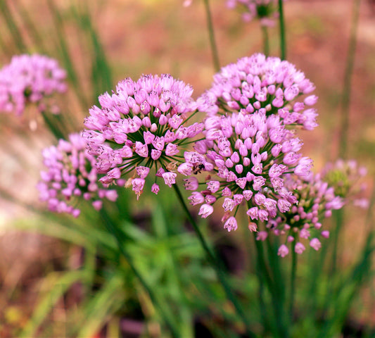 Packet of Mouse Garlic seeds for planting