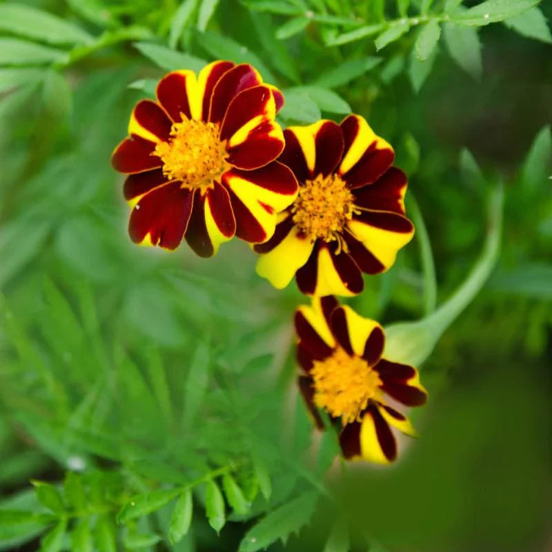 Marigold Mr Majestic Flower seeds blooming in flower beds, containers, borders, and pollinator-friendly gardens