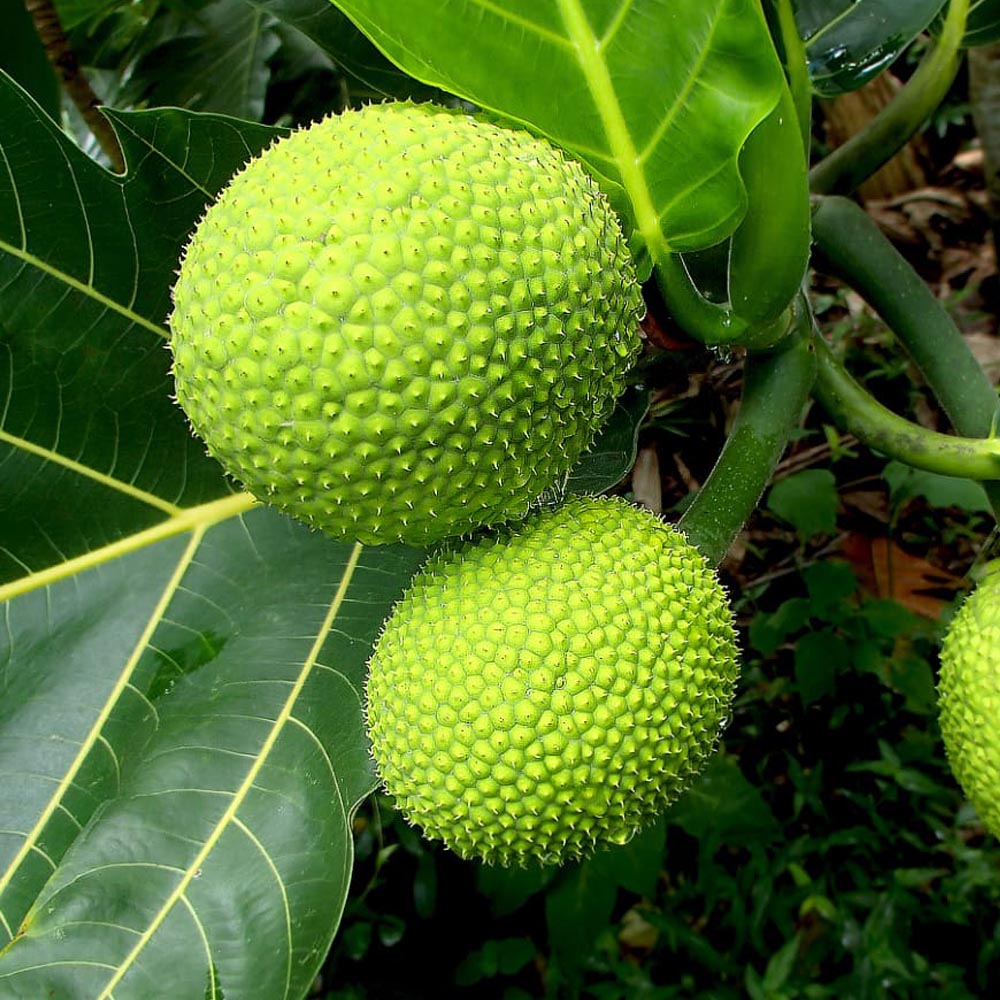 Bread Fruit Seeds: Perfect for Planting