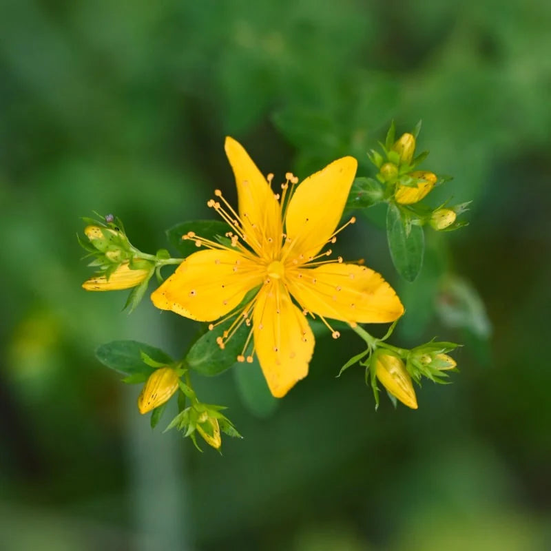 Yellow Flower Pot Flower seeds for Planting - Cut Flower Favorite, Heirloom & GMO Free Seeds for Home Garden