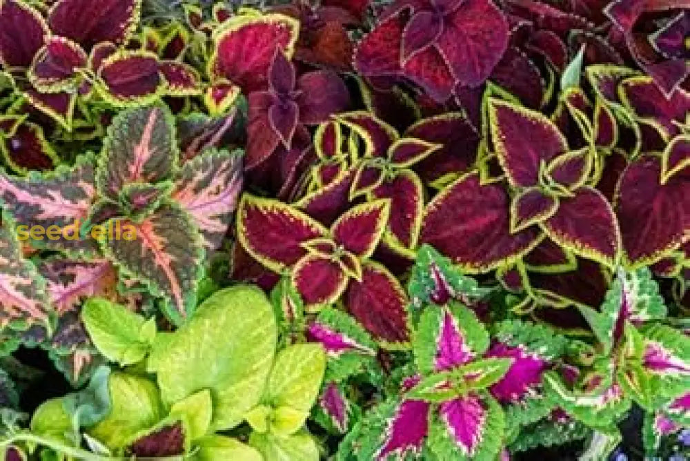 Multi-Colored Coleus Seeds For Planting Plant Seeds