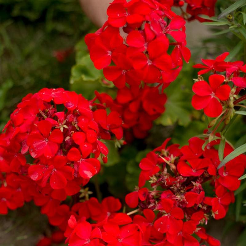 Red Pelargonium Flower Seeds for Planting Shade Tolerant Heirloom & GMO Free Seeds for Home Garden
Sale