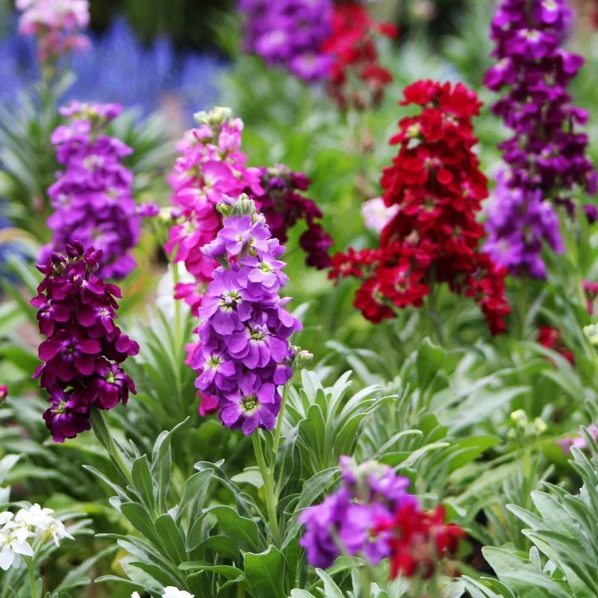 Multicolour Matthiola Incana Flower Seeds