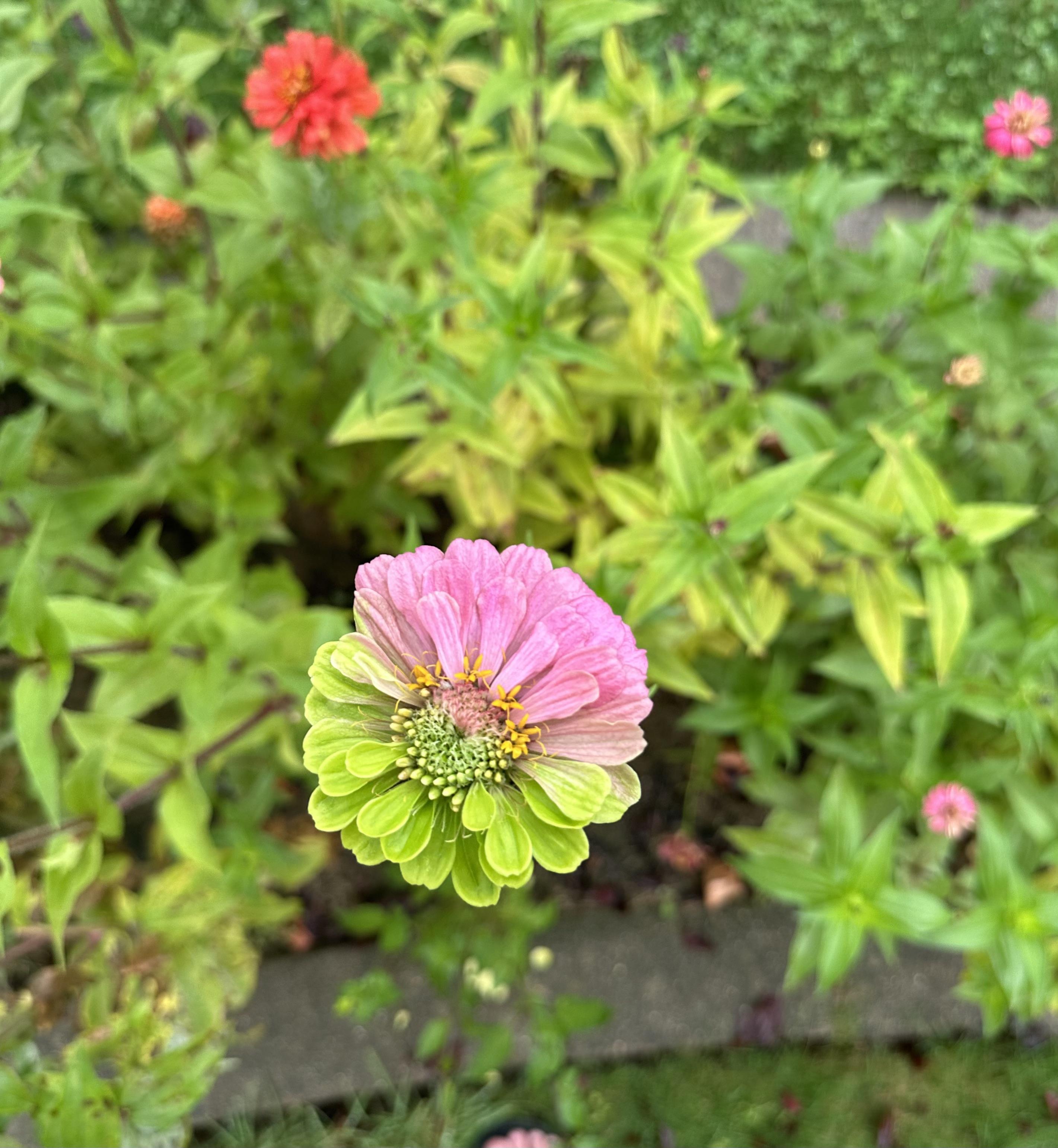 MultiColor Zinnia Flower seeds blooming in flower beds, containers, borders, and pollinator-friendly gardens