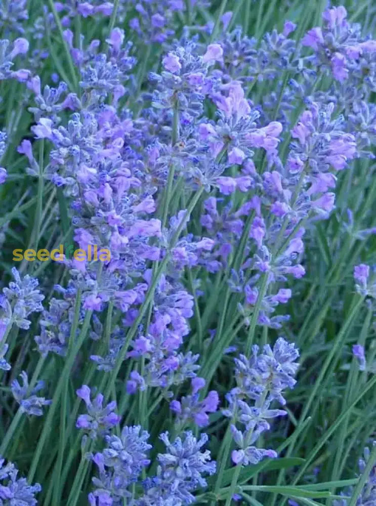 Munstead Lavender Flower Seeds For Planting - Grow Beautiful In Your Garden