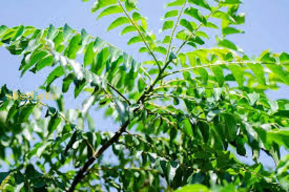 Murraya Koenigii Seeds For Planting - Grow Your Own Curry Leaf Plant Seeds