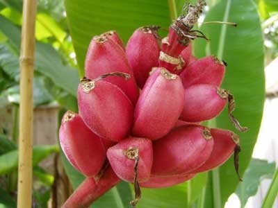 Dwarf Pink Banana grown in indoor pot