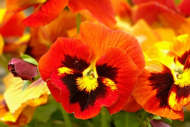 Pansy Flower seeds for Planting - Colorful Display, Heirloom & GMO Free Seeds for Home Garden
