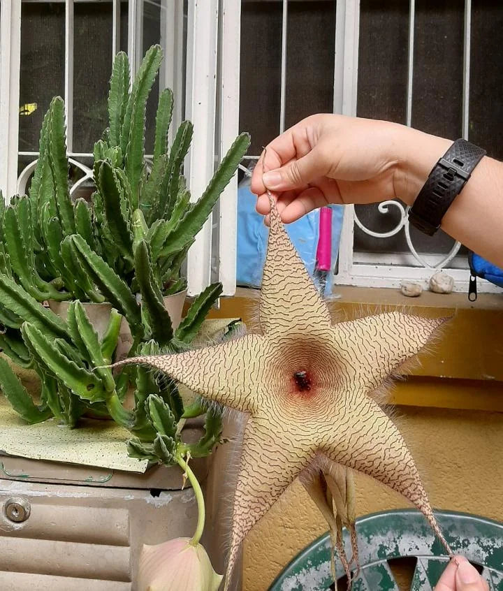 Yellow Stapelia Flower seeds for Planting Hardy Variety Heirloom & GMO Free Seeds for Home Garden
Sale