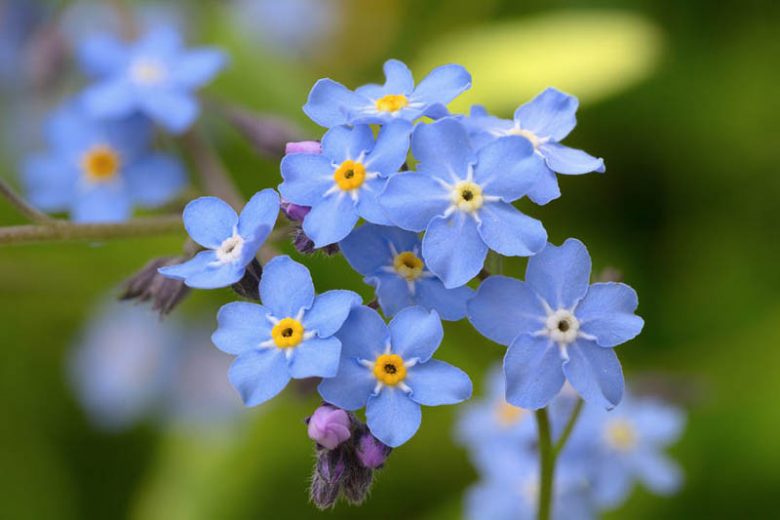 Blue Myosotis Alpestris Flower seeds for Planting - Cut Flower Favorite, Heirloom & GMO Free Seeds for Home Garden