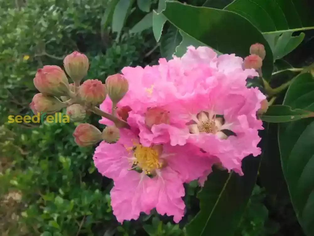 Myrtle Pink Flower Seeds For Planting Vibrant Blooms Your Garden