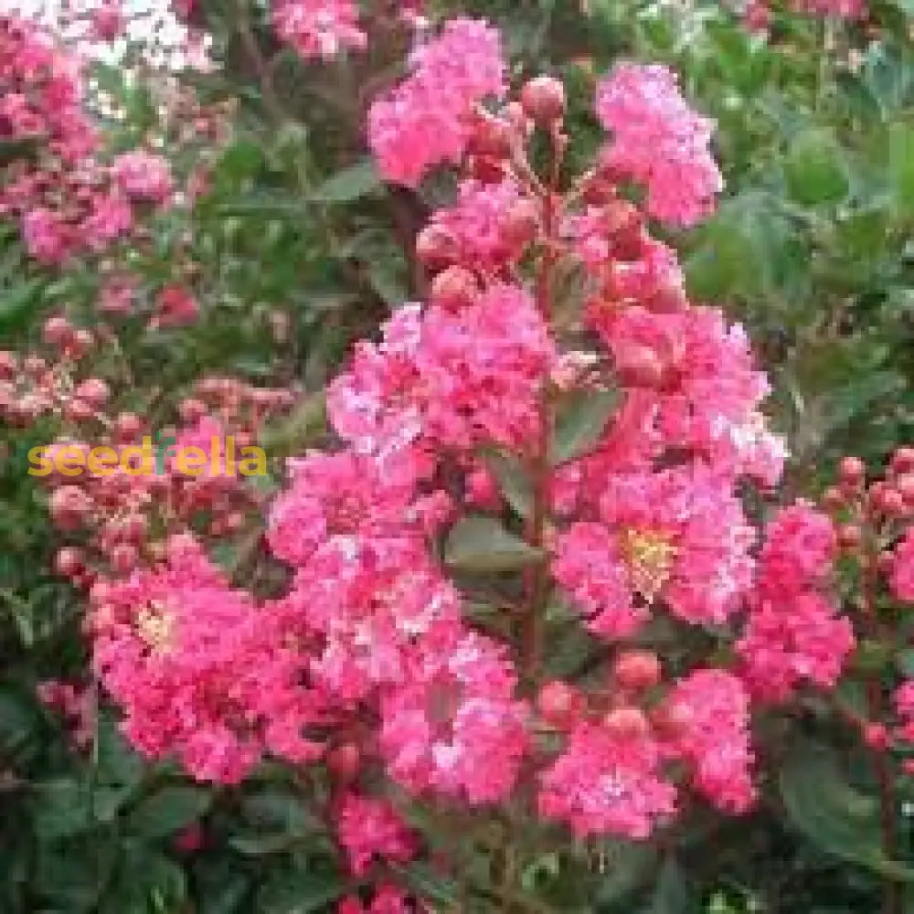 Myrtle Pink Flower Seeds For Planting Vibrant Blooms Your Garden