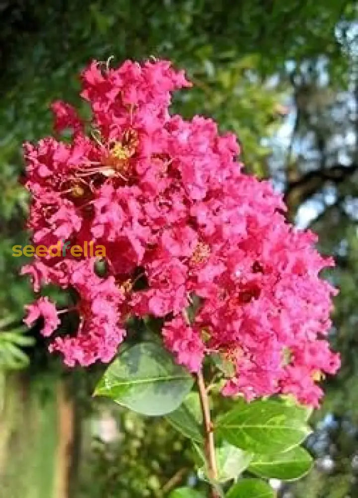 Myrtle Pink Flower Seeds For Planting Vibrant Blooms Your Garden