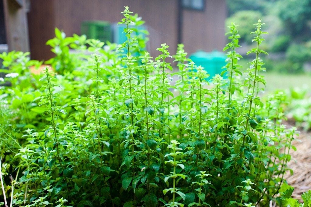 Oregano Herb Seeds for Planting - Grow Fresh Flavor