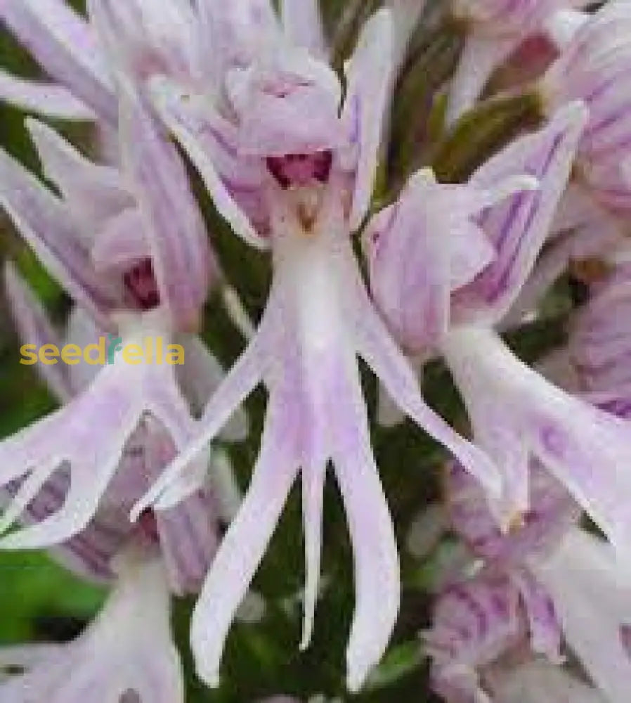 Naked Man Orchid Seeds For Planting - Unique Flowering Plant Flower