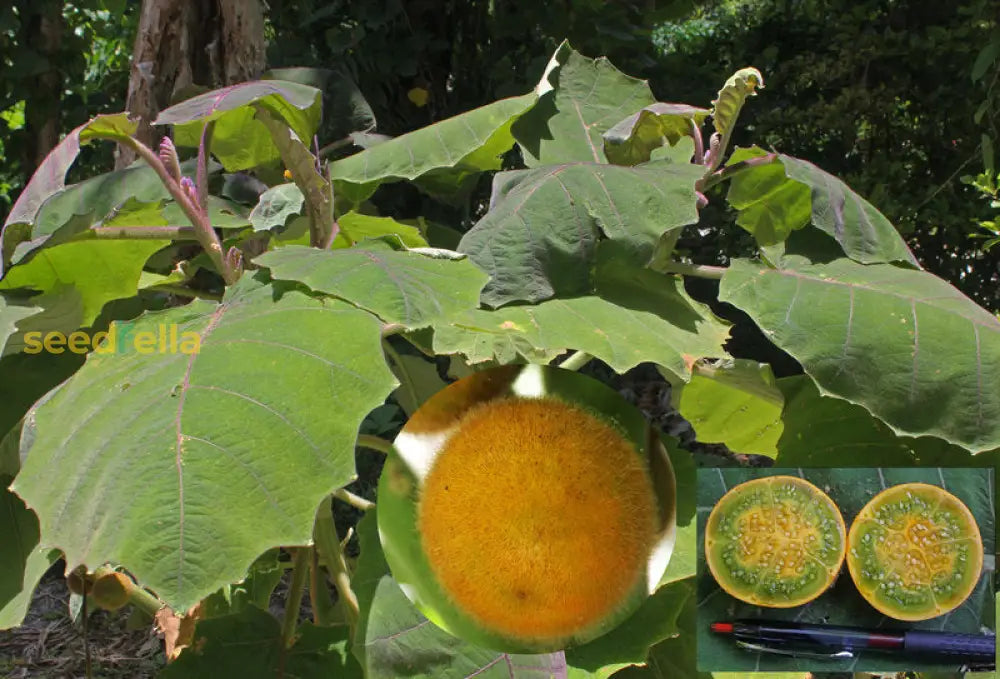 Naranjilla Fruit Seeds For Planting Grow Tropical Flavor At Home