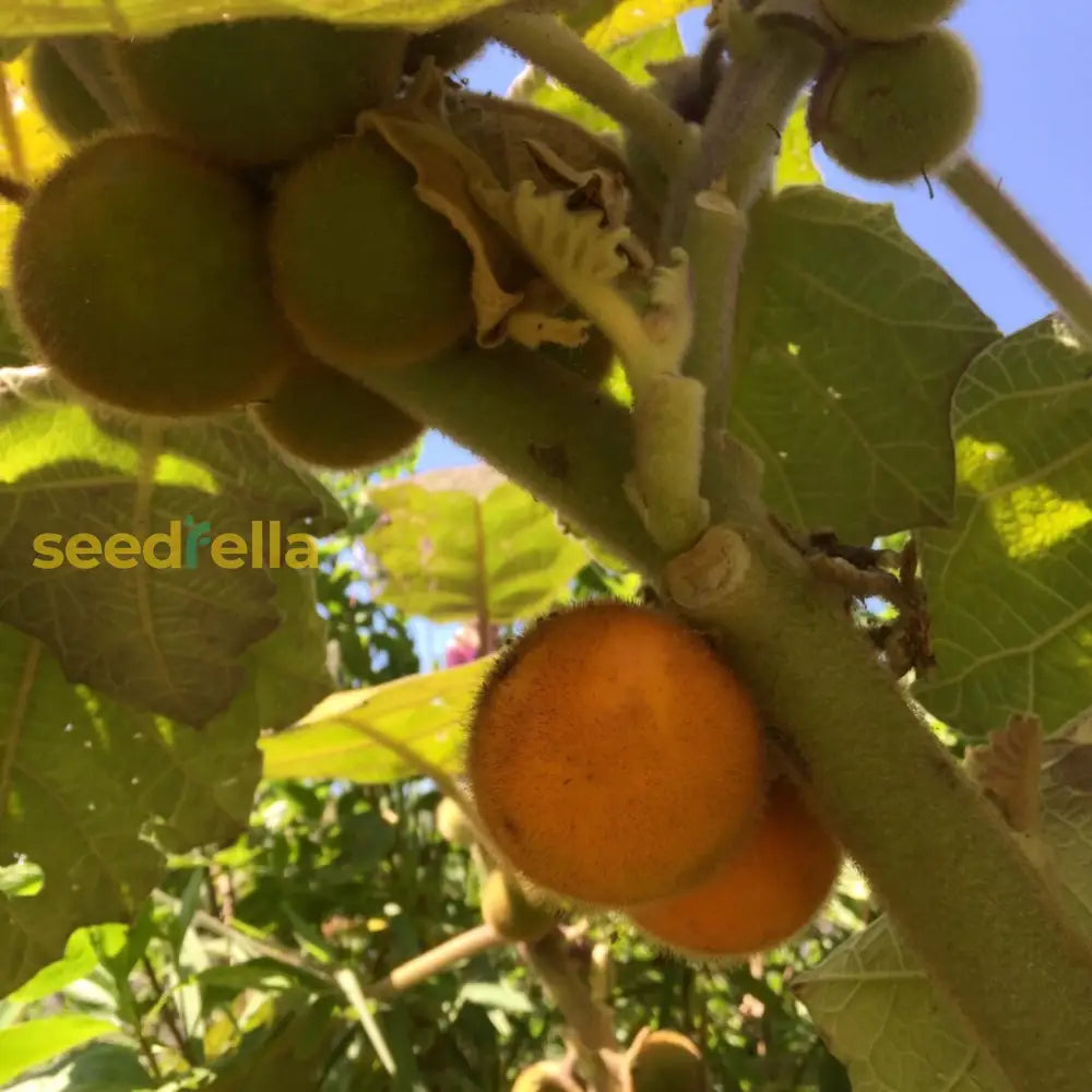 Naranjilla Fruit Seeds For Planting Grow Tropical Flavor At Home