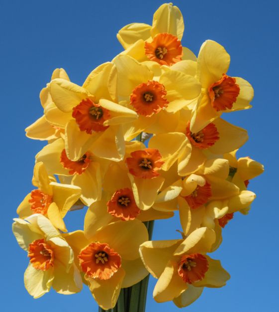 Orange Yellow Daffodil Flower seeds for Planting - Shade Tolerant, Heirloom & GMO Free Seeds for Home Garde