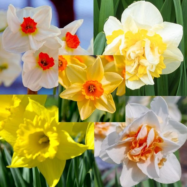 Mixed Colour Double Daffodil Flower Seeds for Planting Bright Blooms Heirloom & GMO Free Seeds for Home Garden
Sale