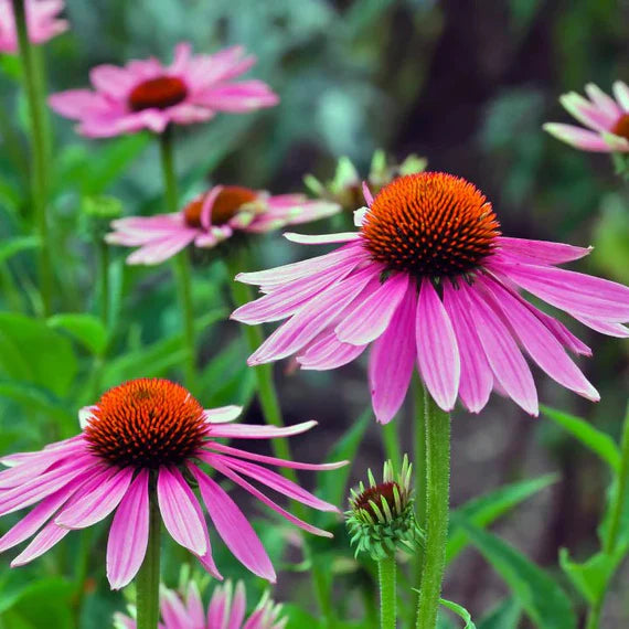 Heirloom ConeFlower seeds blooming in flower beds, containers, borders, and pollinator-friendly gardens