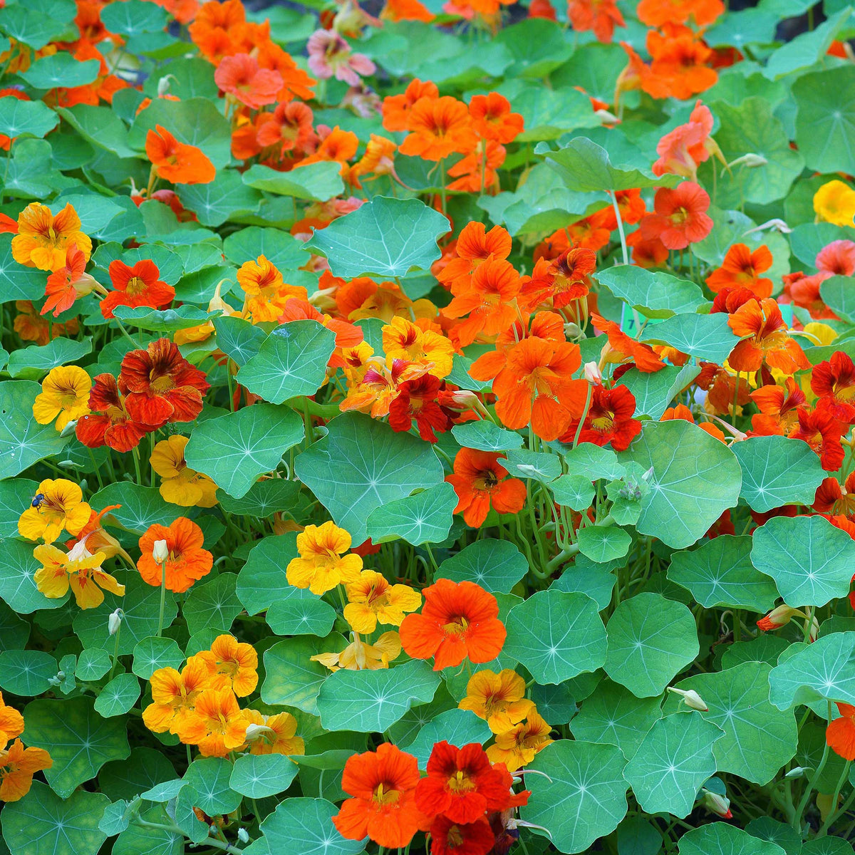 Mixed Nasturtium Flower seeds for Planting Compact Growth Heirloom & GMO Free Seeds for Home Garden
Sale for planting in home garden