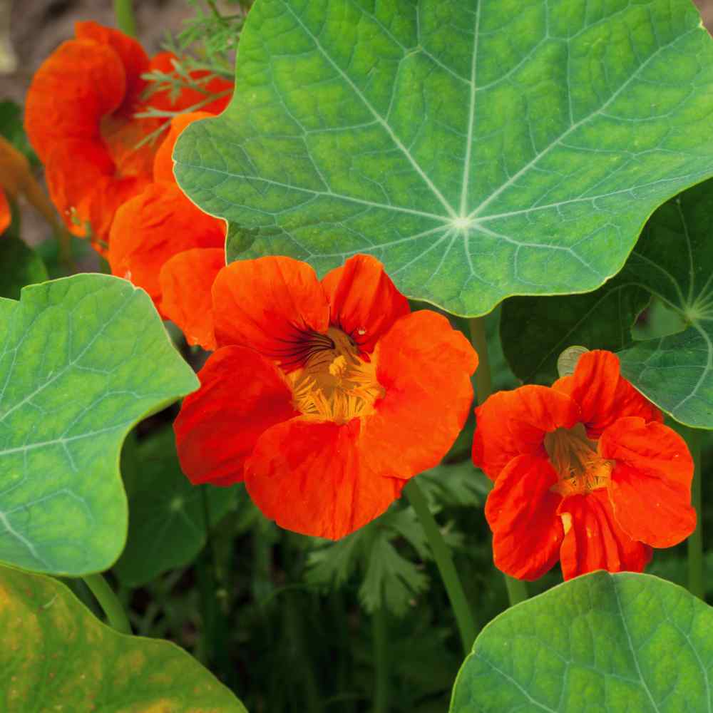 Dark Orange Nasturtium Flower seeds for Planting Bright Blooms Heirloom & GMO Free Seeds for Home Garden
Sale for planting in home garden