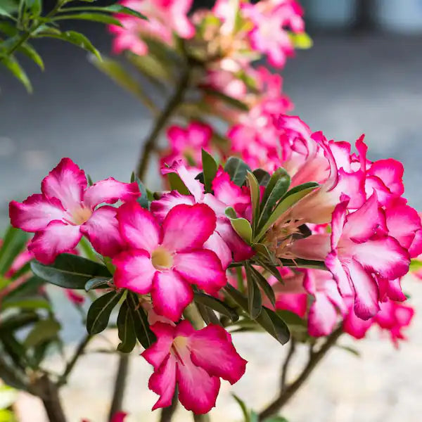 Adenium Desert Flower seeds for Planting - Easy to Grow, Heirloom & GMO Free Seeds for Home Garden