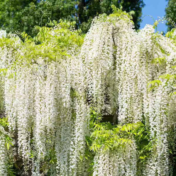 Pagoda Flower seeds for Planting - Cottage Garden Essential, Heirloom & GMO Free Seeds for Home Garden