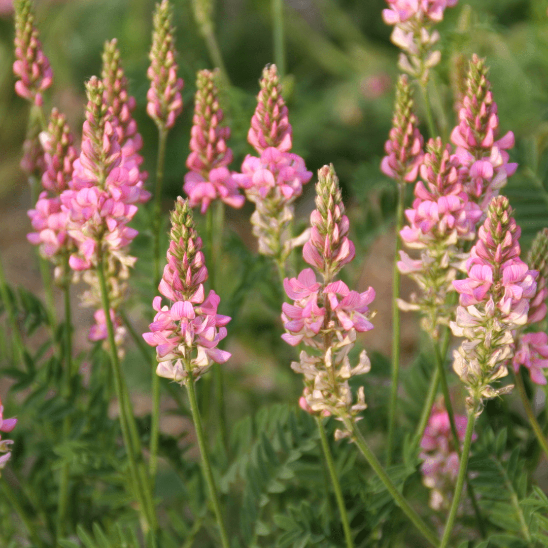 Heirloom Sainfoin Flower seeds for Planting - Pollinator Friendly, Heirloom & GMO Free Seeds for Home Garden