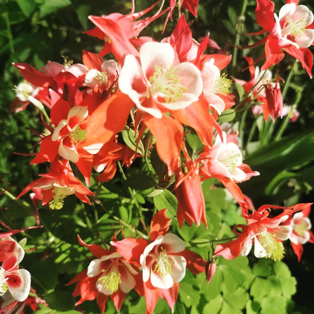 Orange White Aquilegia Flower Seeds for Planting Pollinator Friendly Heirloom & GMO Free Seeds for Home Garden
Sale