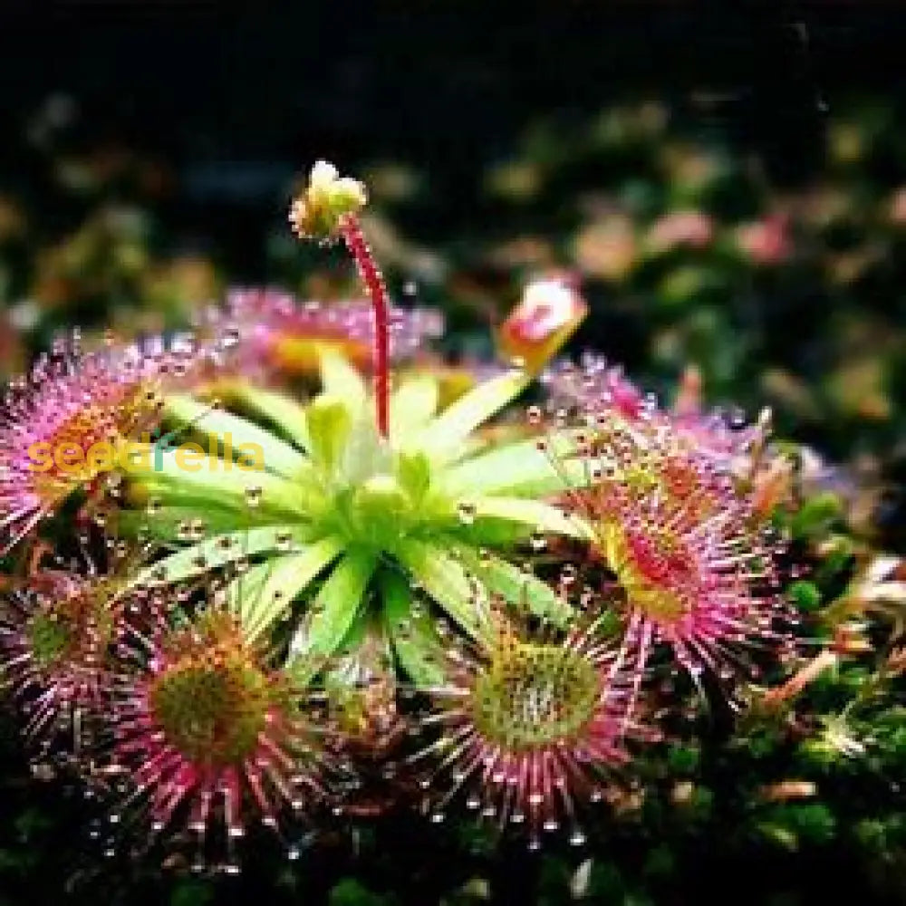 Nchantress Plant Seeds For Easy Planting Seeds