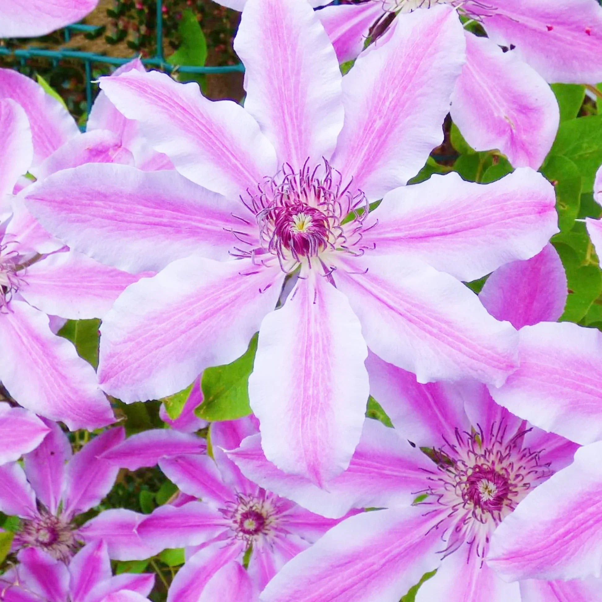 Nelly Moser flower seeds for planting