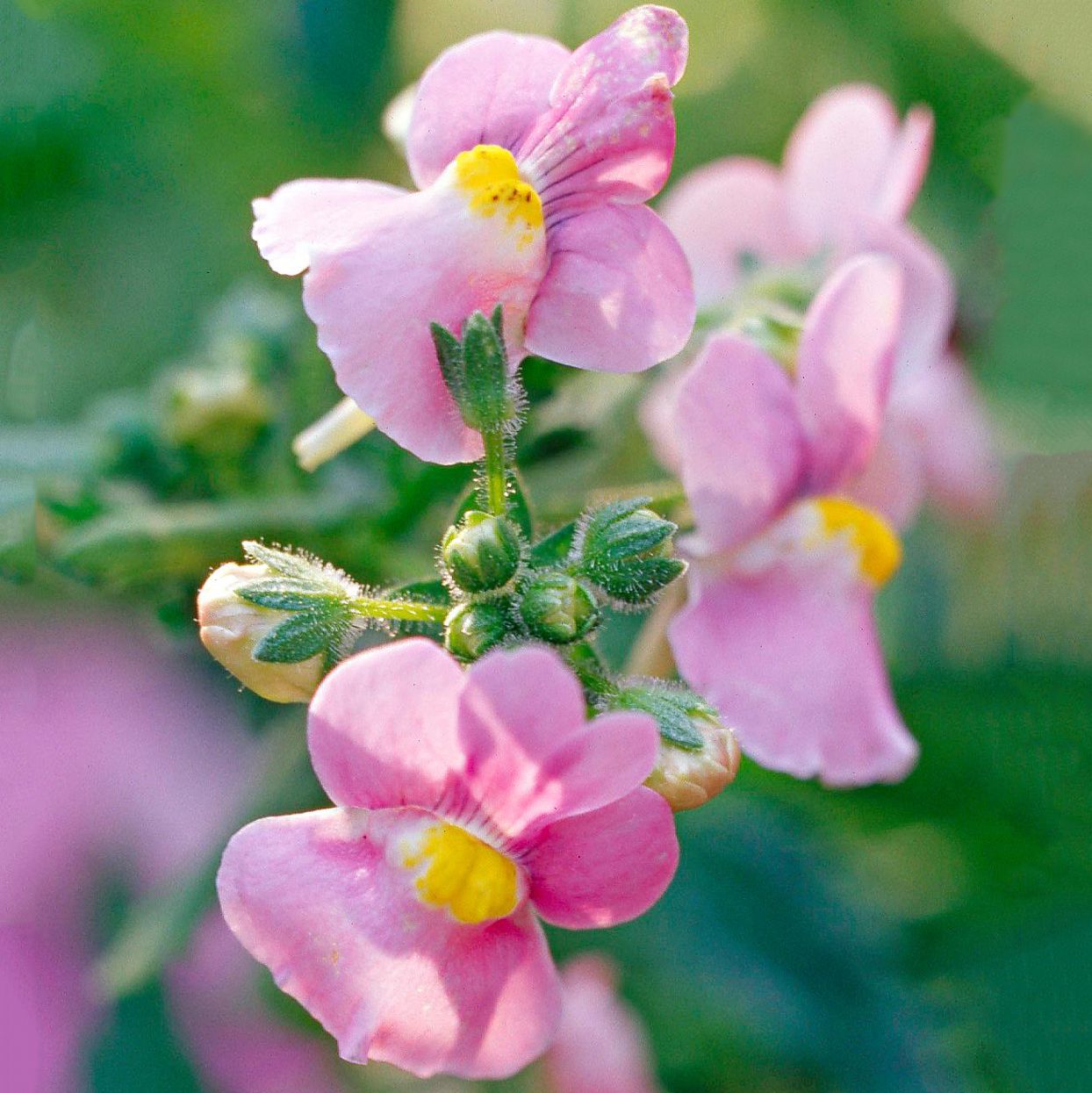Nemesia Flower seeds for Planting - Fragrant Blossoms, Heirloom & GMO Free Seeds for Home Garden