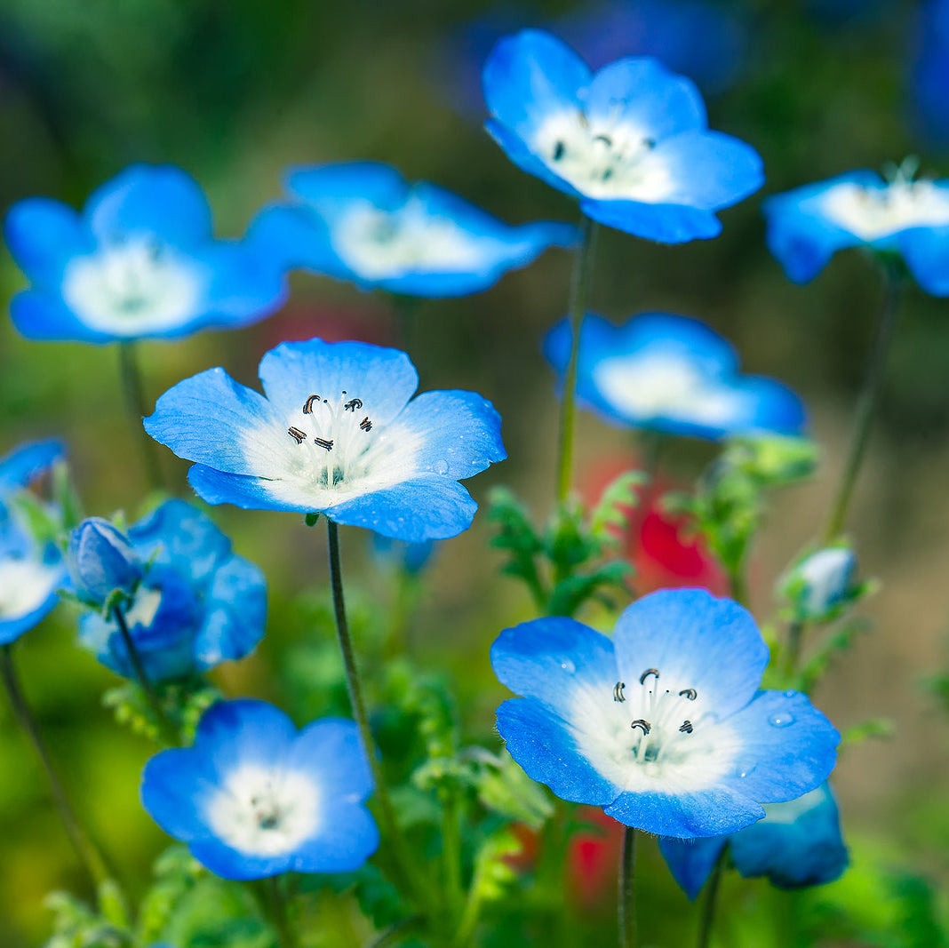 Buy Nemophila (Nemophila menziesii) Seeds Online – Sky-Blue Blooms for Gardens