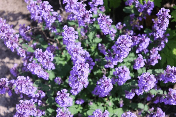Blue Catmint Flower Seeds for Planting – Heirloom, Non-GMO, High Germination Organic Garden Seeds