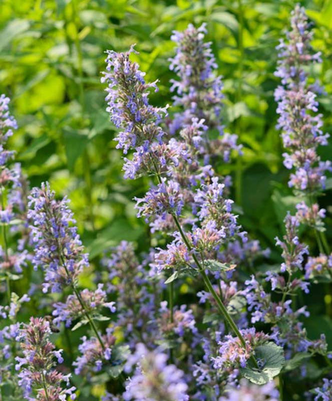 Blue Petromarula Pinnata Flower seeds for Planting - Wildflower Mix, Heirloom & GMO Free Seeds for Home Garden