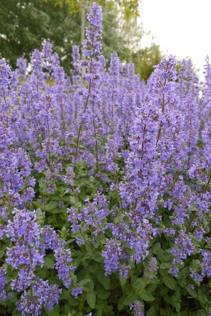 Blue Petromarula Pinnata Flower seeds for Planting - Wildflower Mix, Heirloom & GMO Free Seeds for Home Garden