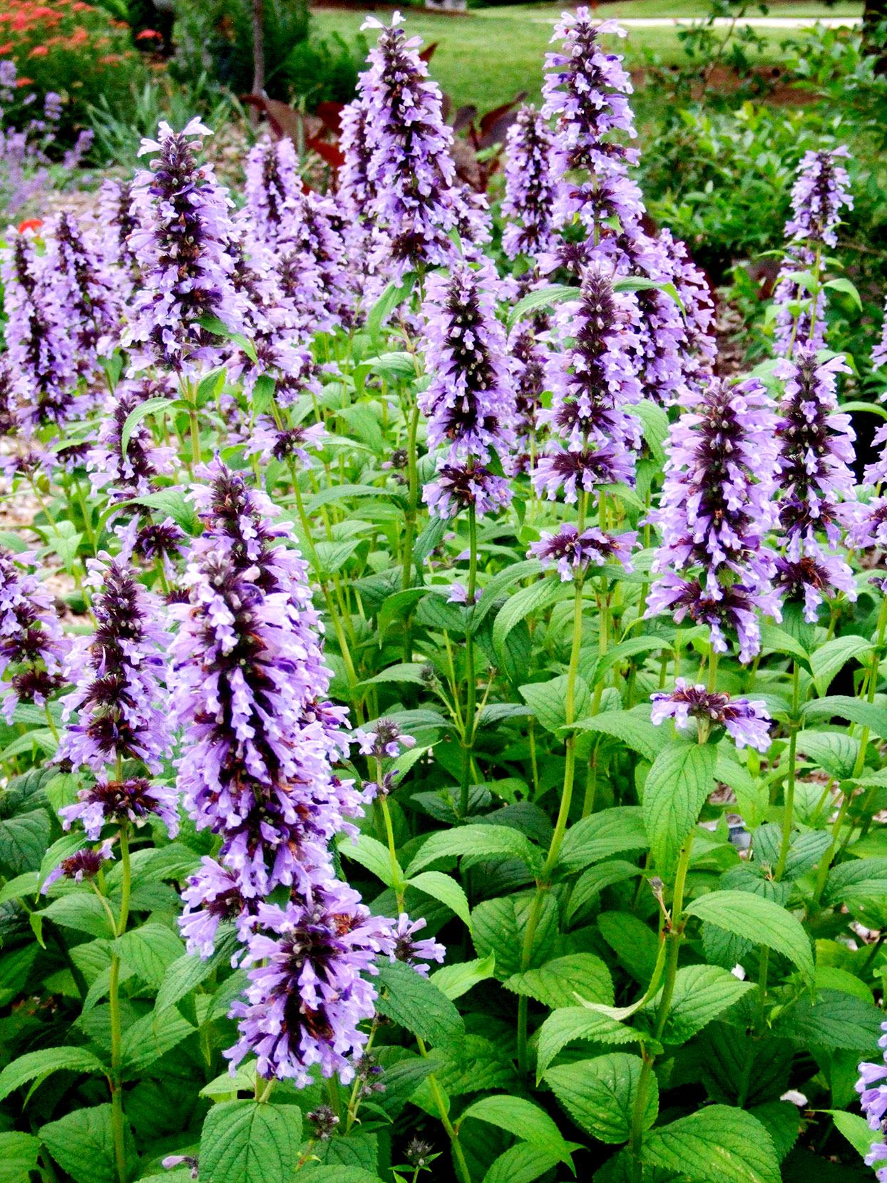 Green Cat Mint Seeds for Planting