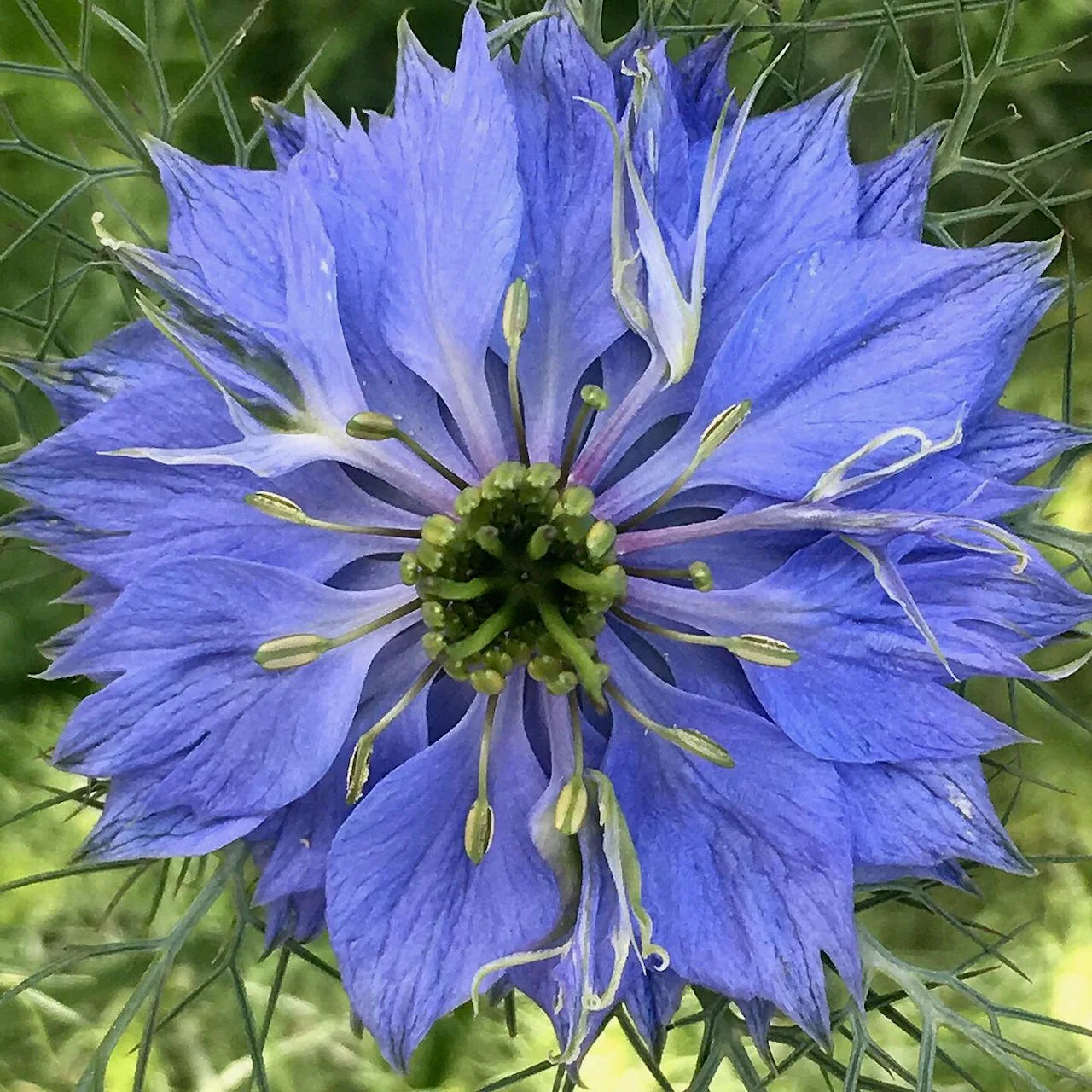 Mixed Nigella Damascena Seeds Easy to Grow Flower Seeds