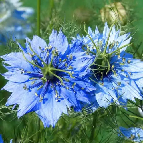 Love-in-a-Mist Flower Seeds for Planting Nigella Damascena
