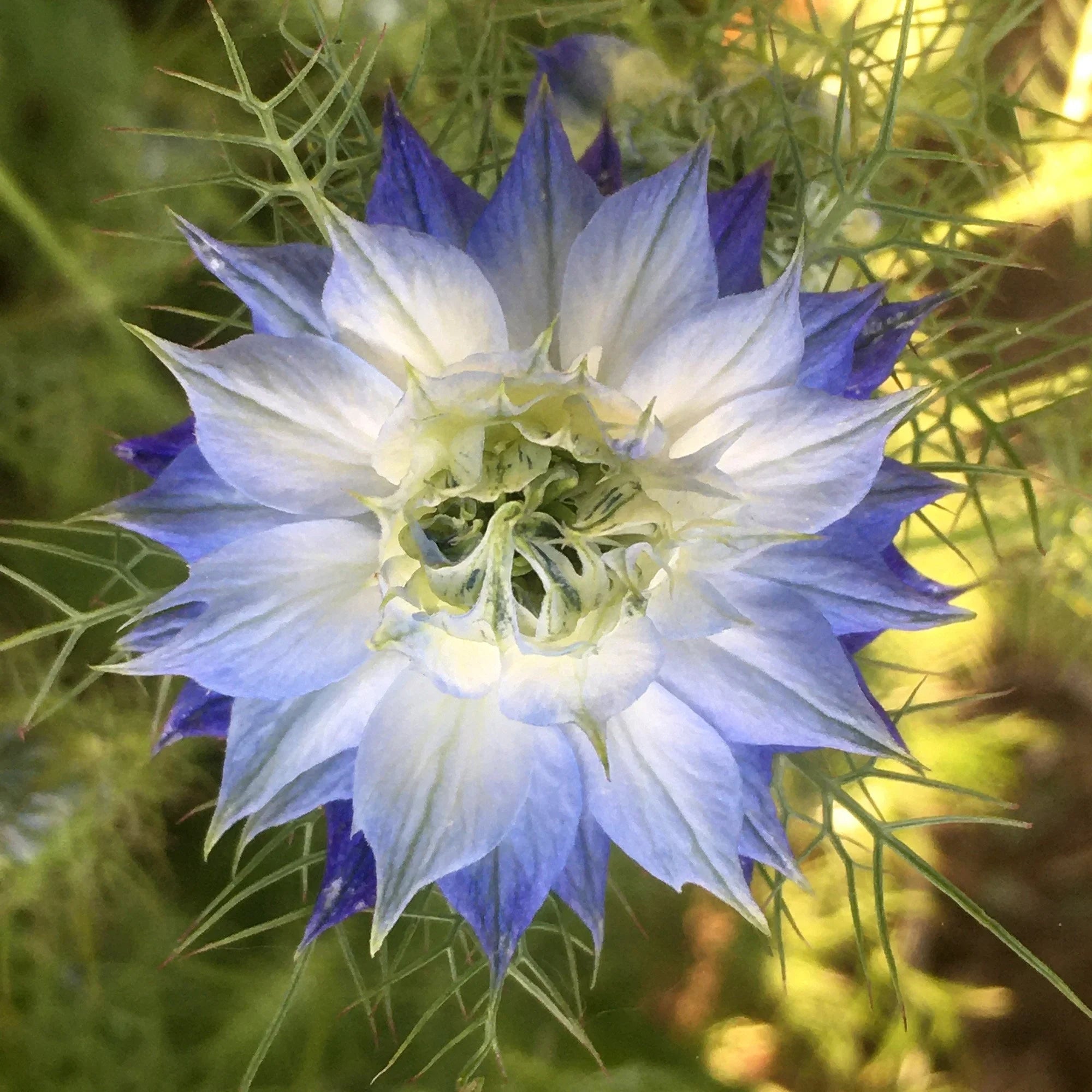 Mixed Nigella Damascena Seeds Easy to Grow Flower Seeds