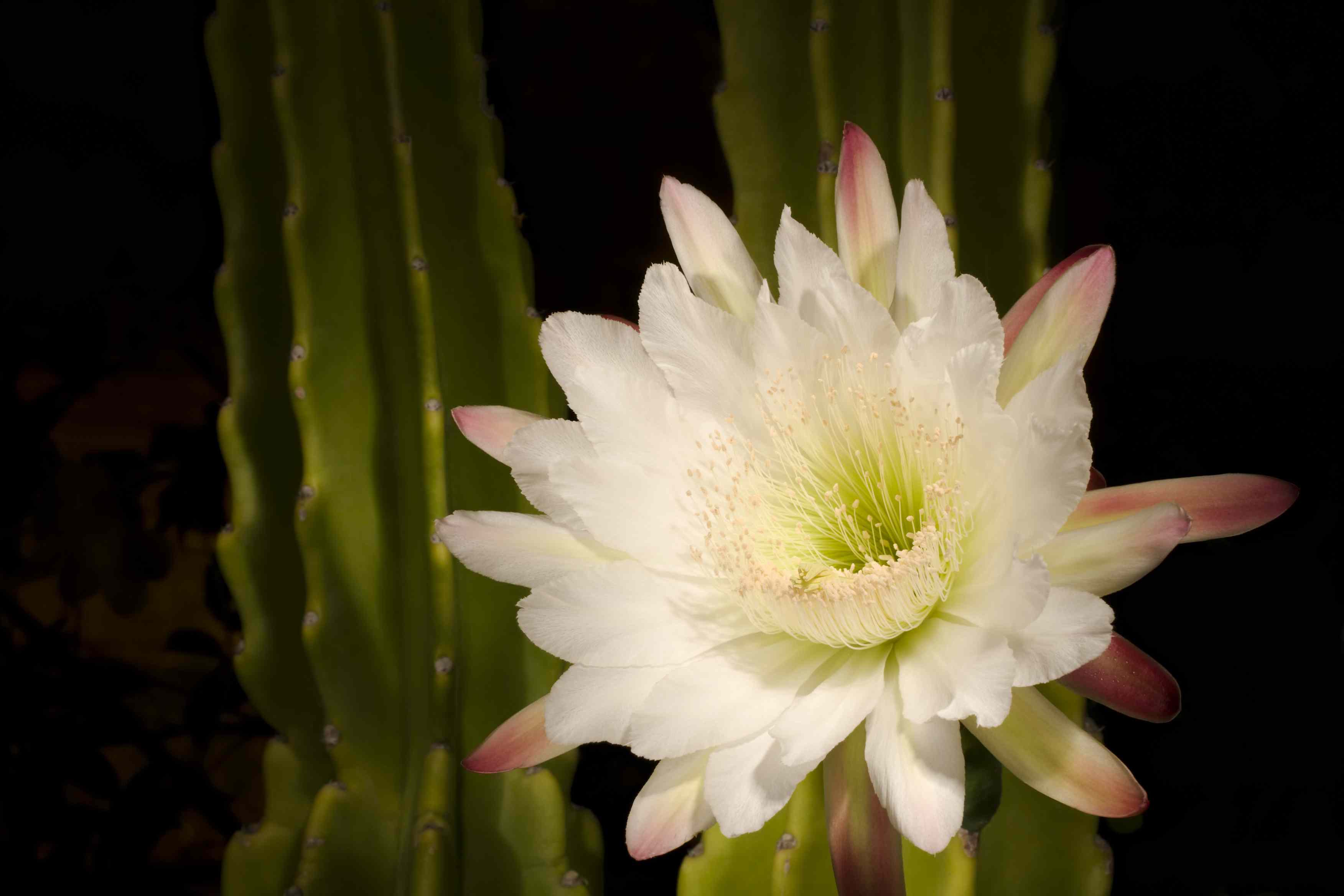 Potted Red Epiphyllum Oxypetalum Cactus Plant