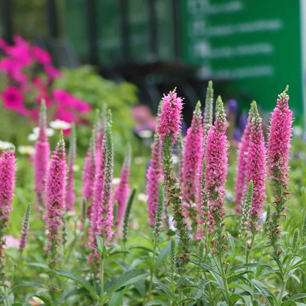 Pink Veronica Flower seeds for Planting - Vibrant Colors, Heirloom & GMO Free Seeds for Home Garden